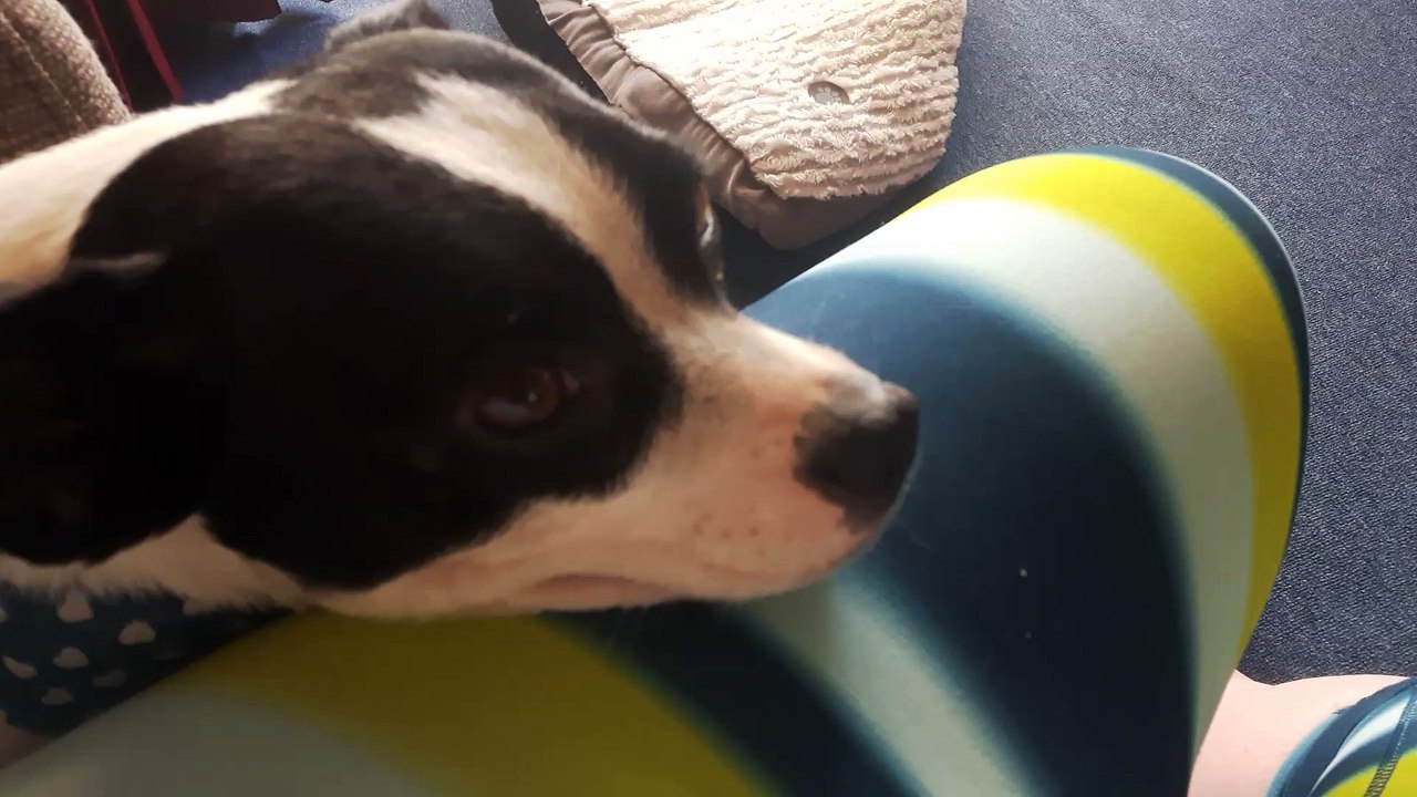 Harmonica Sing-along