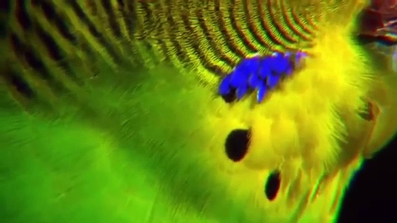 [Animals] - Discovery Channel Documentary - National Geographic Documentary