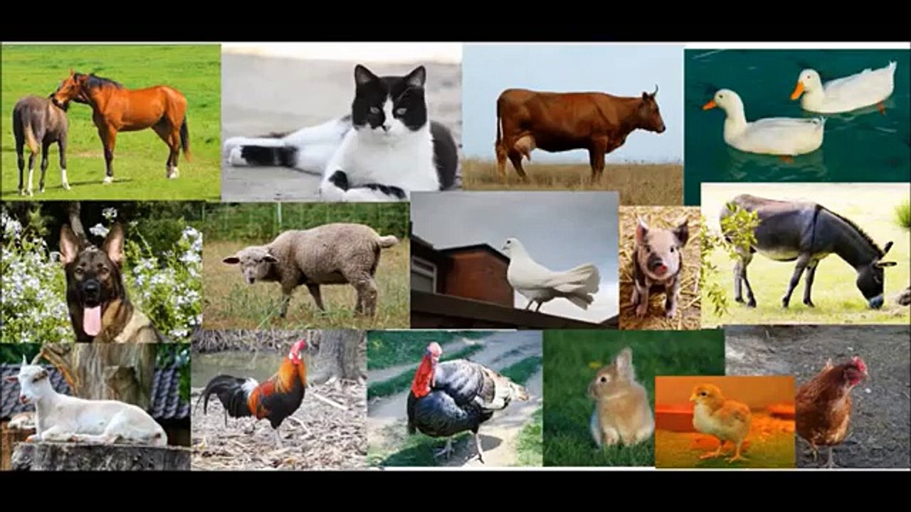 ¿Qué significa 'El el paraca el paraca'? Descubre su significado y origen