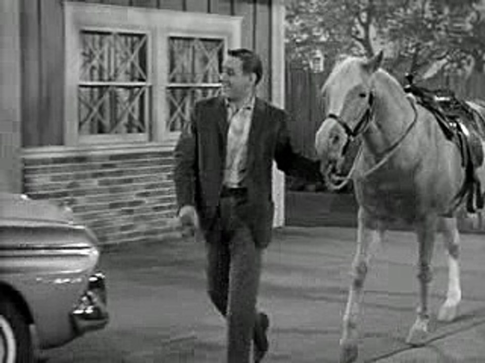 Mister Ed Season 4 Episode 18: Ed the Donkey 🐴