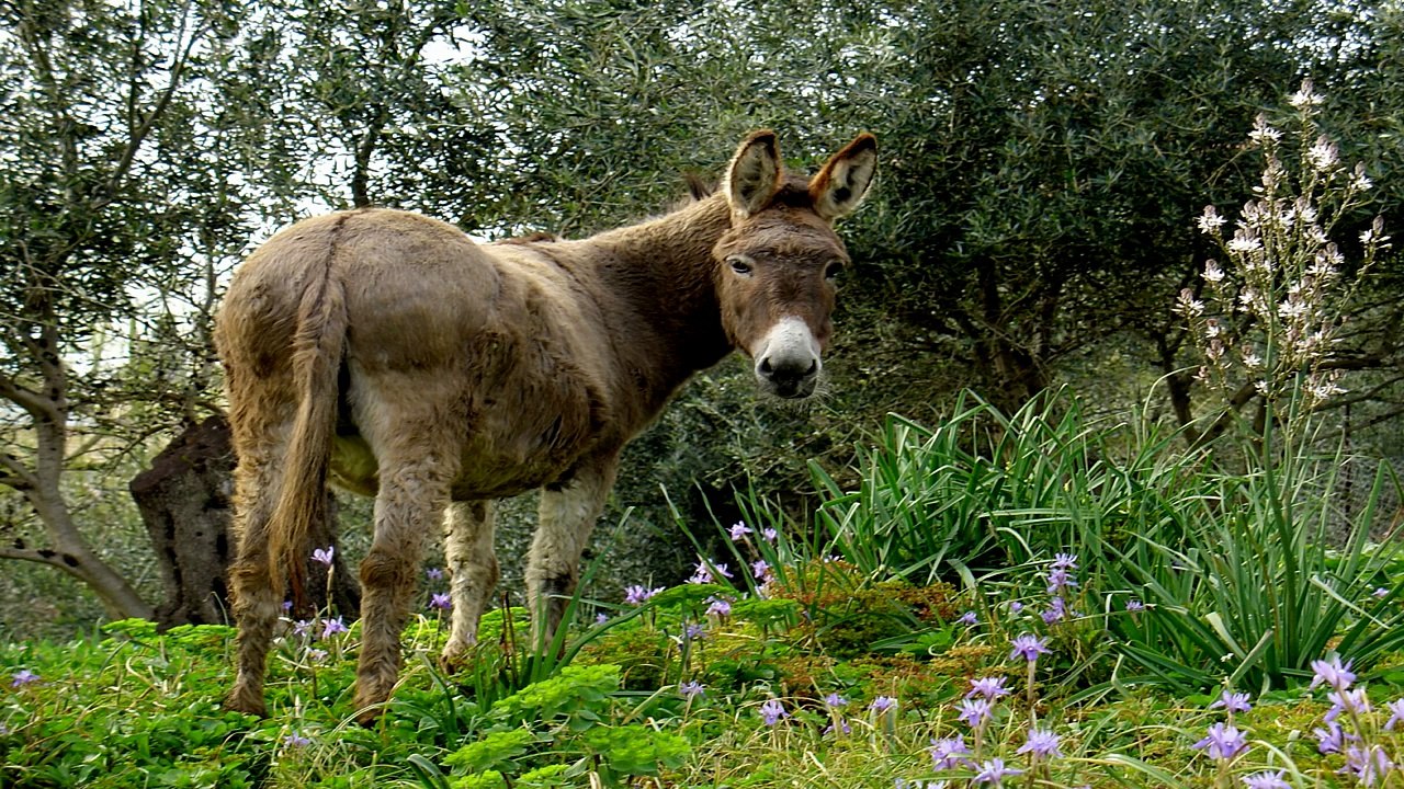 Whats The Difference Between A Horse And A Pony?