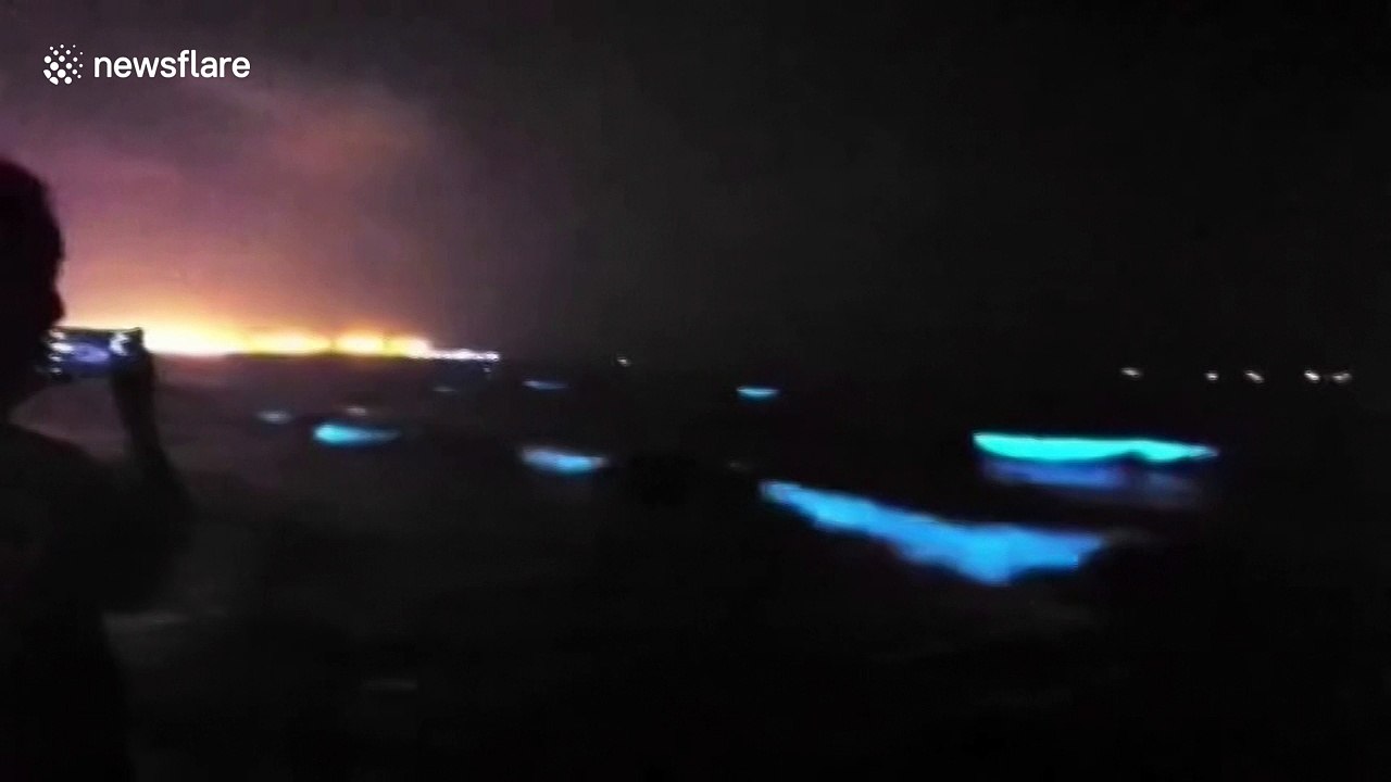 Beautiful bioluminescent beach in northern China