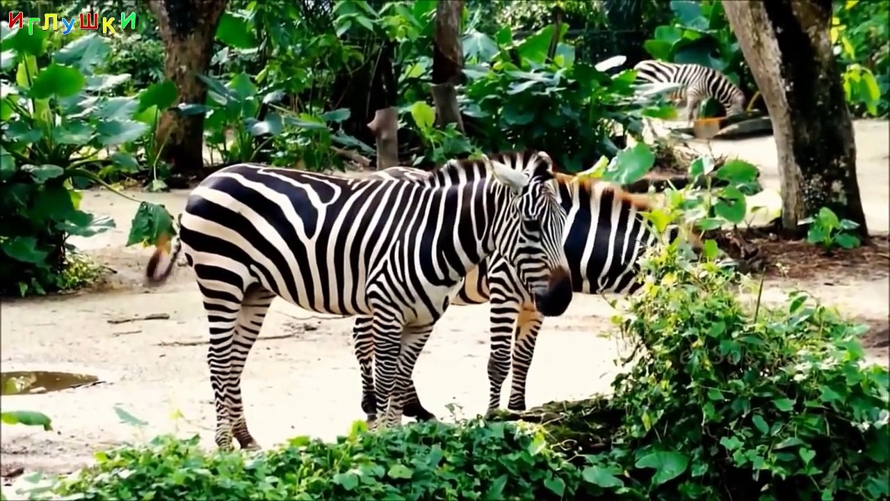 ► ЖИВОТНЫЕ АФРИКИ для Детей и малышей. Дикие Животные. Животные для самых маленьких. Обучающее видео