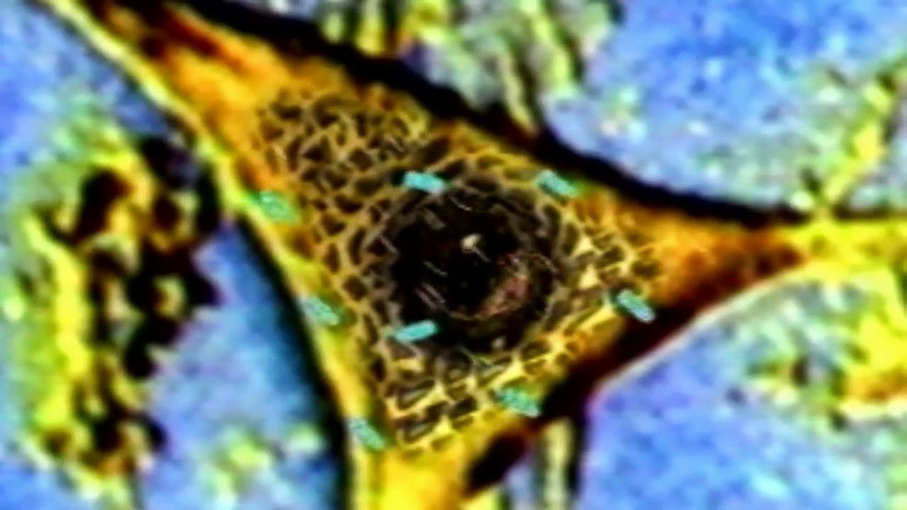 Rabies Educational Video