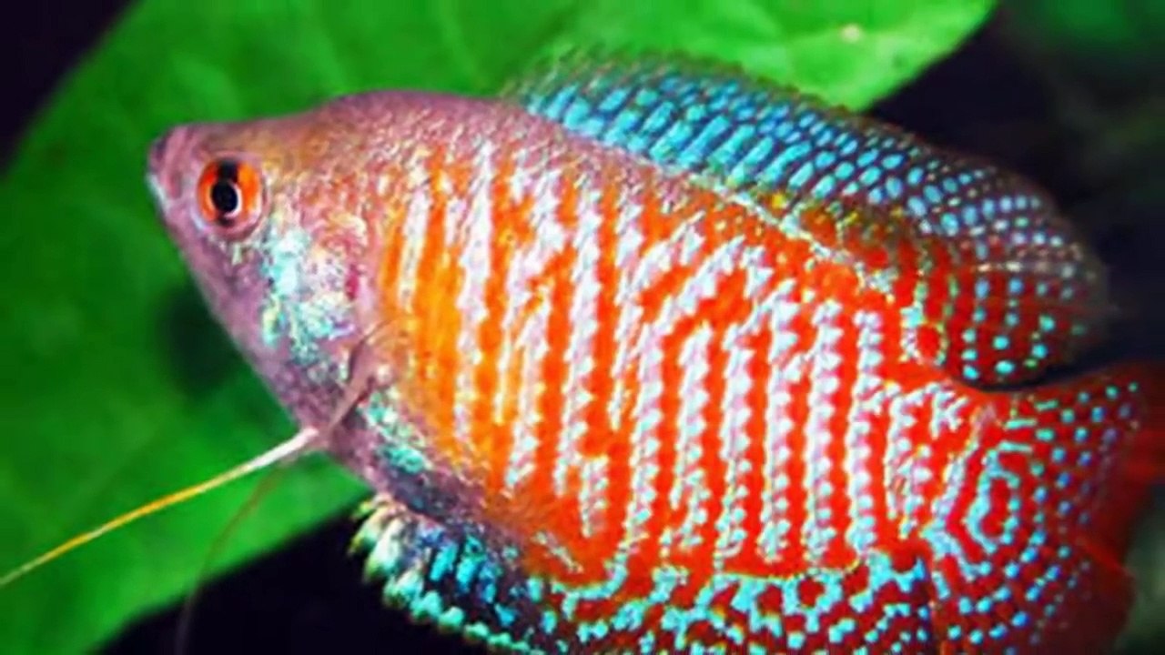 Types of Gourami Fish