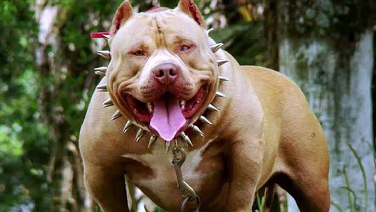 Rottweiler vs Pitbull in hindi | Dog Comparison | The Ultimate Channel