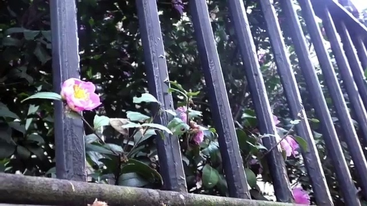 Behold, Othello Syndrome