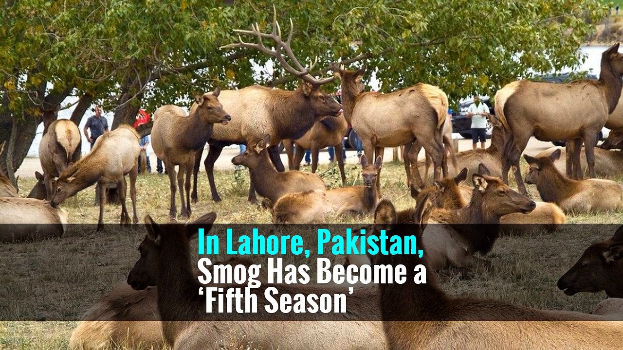 In Lahore, Pakistan, Smog Has Become a ‘Fifth Season’