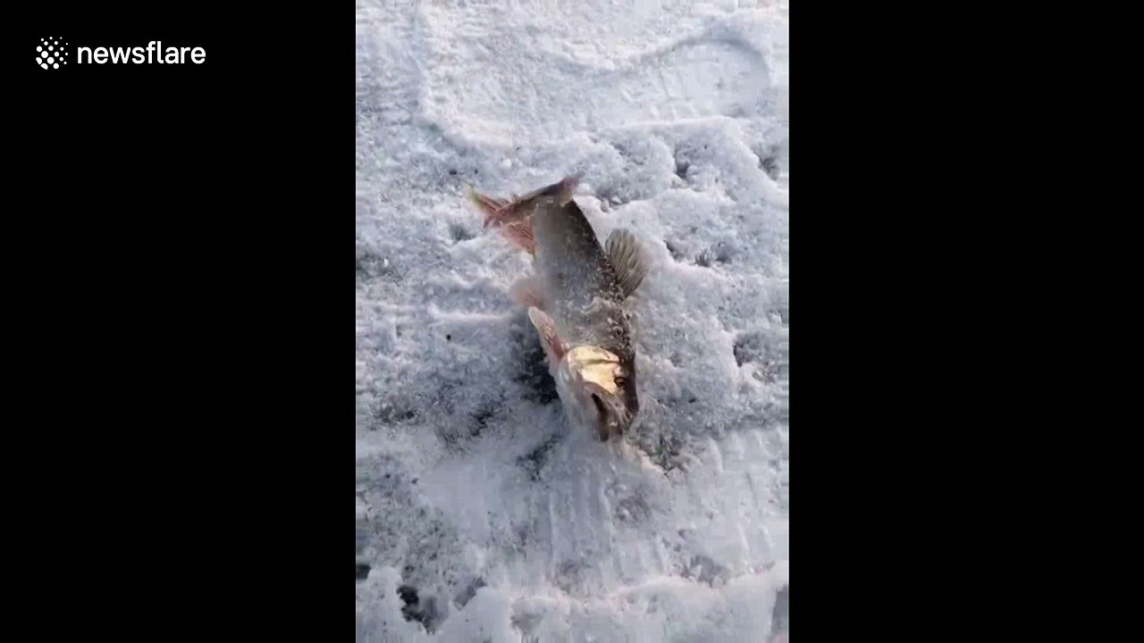 Frozen fish shivers on river bank as China temperatures hit -30C