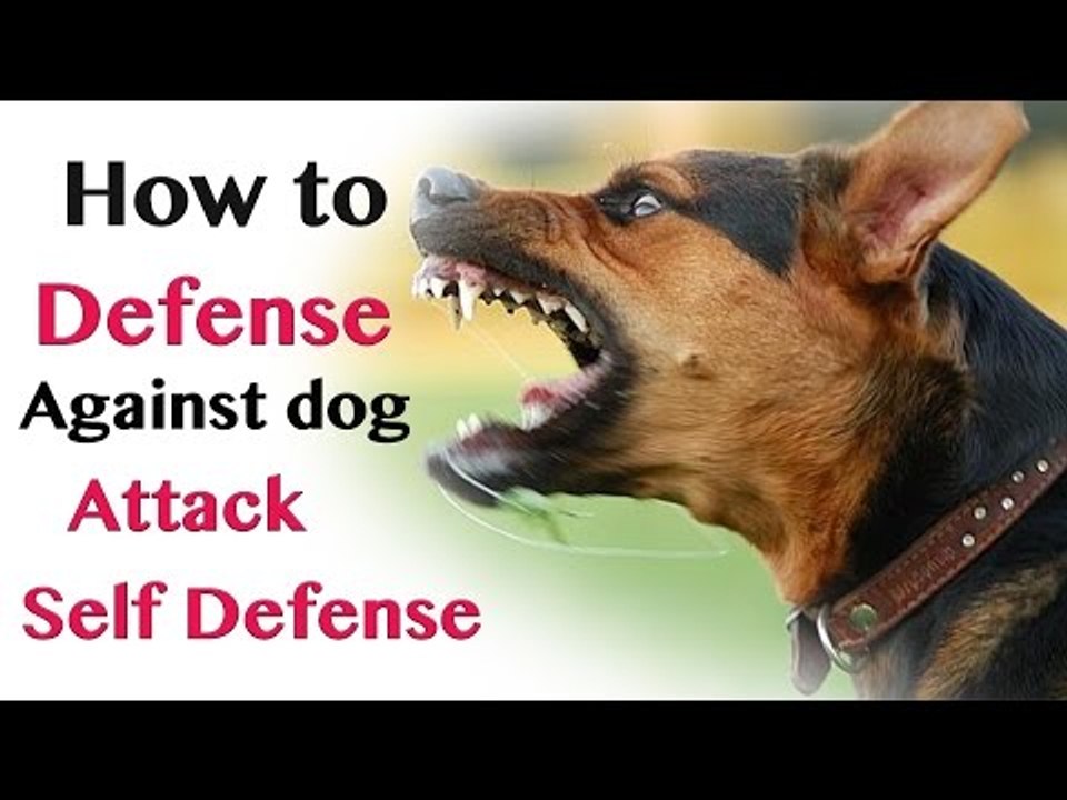 How to Defend against Dog Attack - Self Defence
