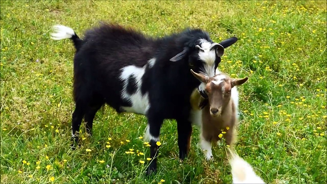 Breeding goat new upload