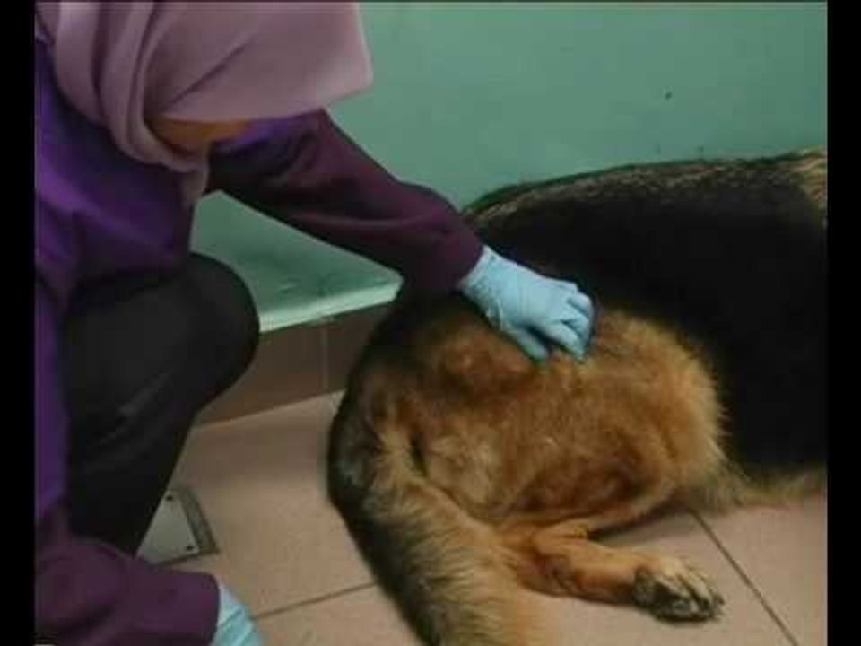 Perkembangan kes rabies di Sarawak