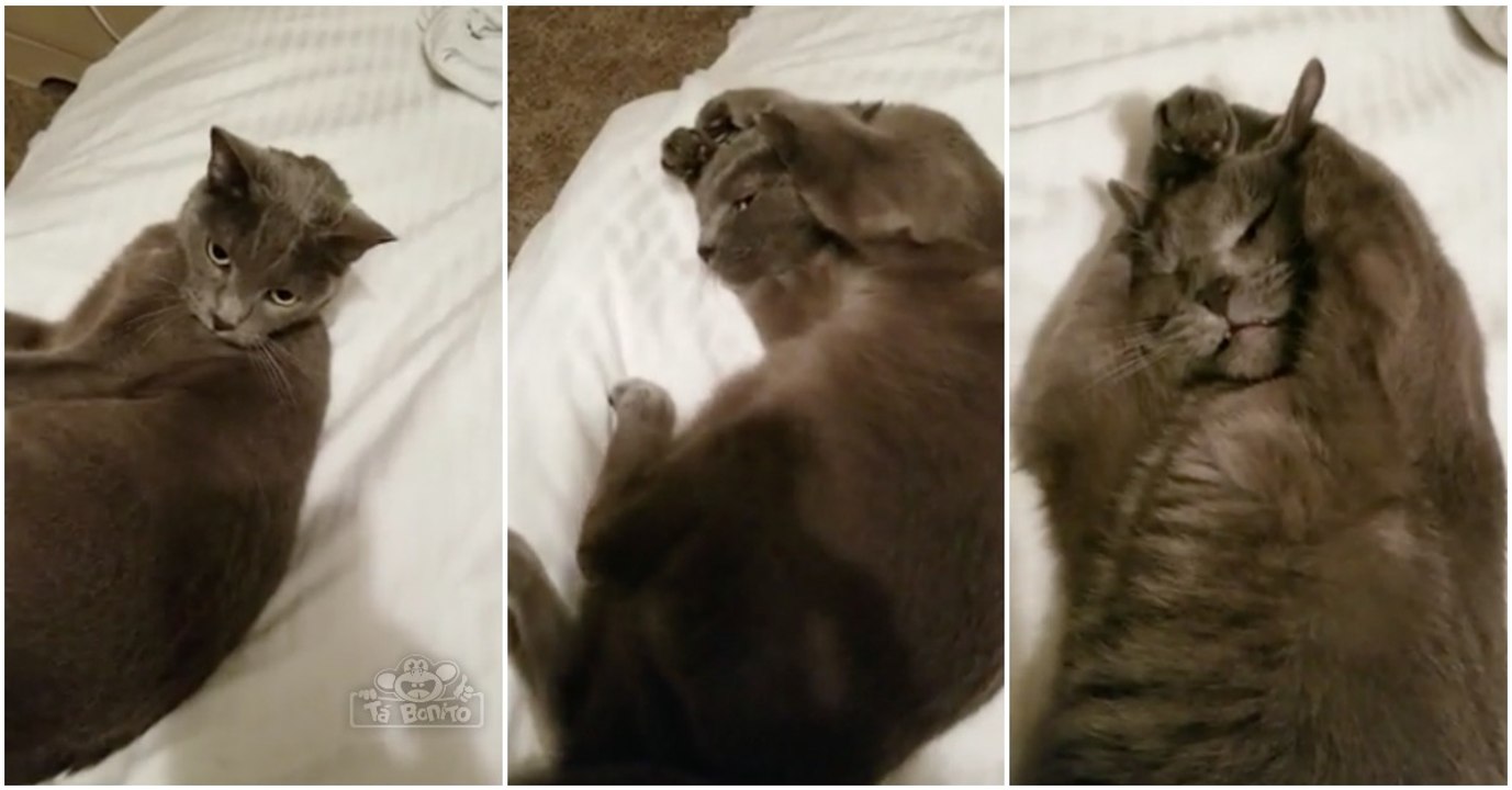 Apenas um gato farto da conversa do dono para sair da cama... "tou cheio de te ouvir!"