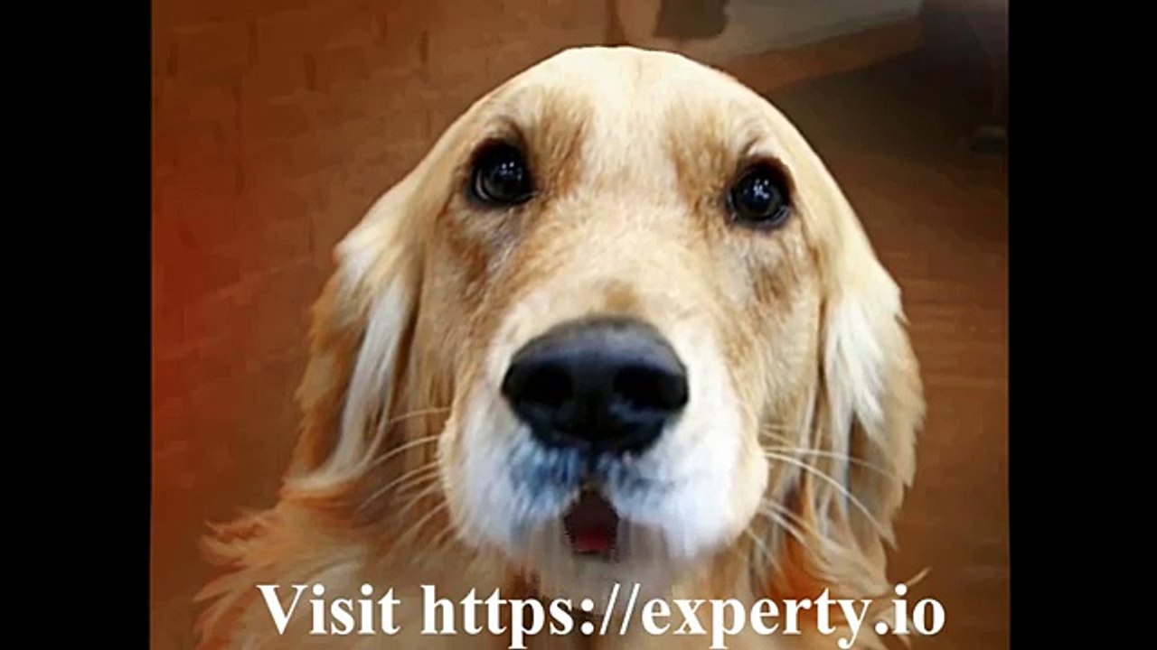 Dog Explains Why Experty.io Is a Must-Know Blockchain ICO 🐶