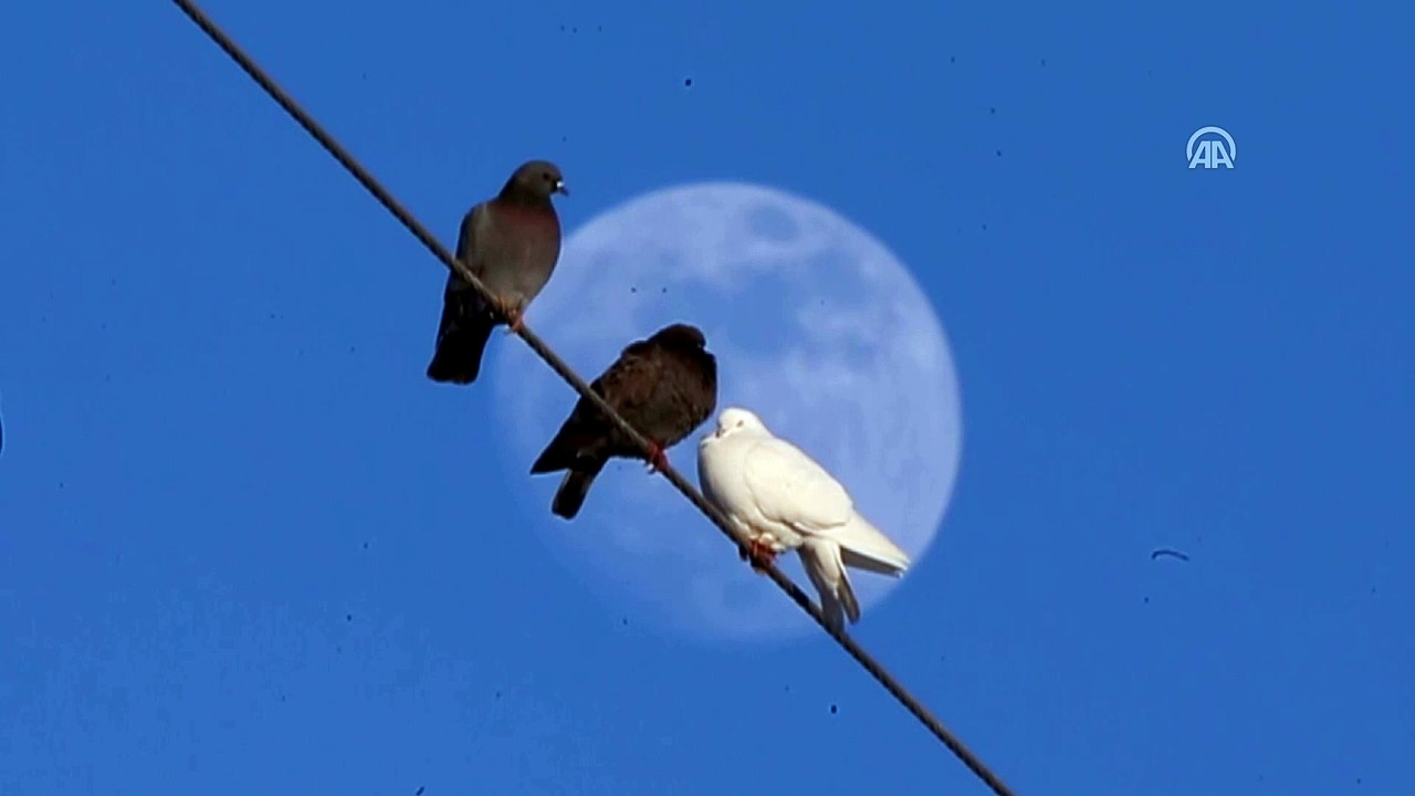 Van'da Gün Batımında Dolunay ve Kuşlar 🌕