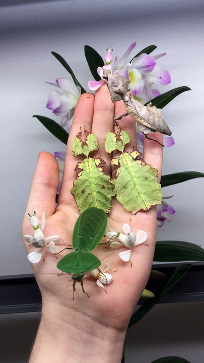 Leaf, Flower or Insect?