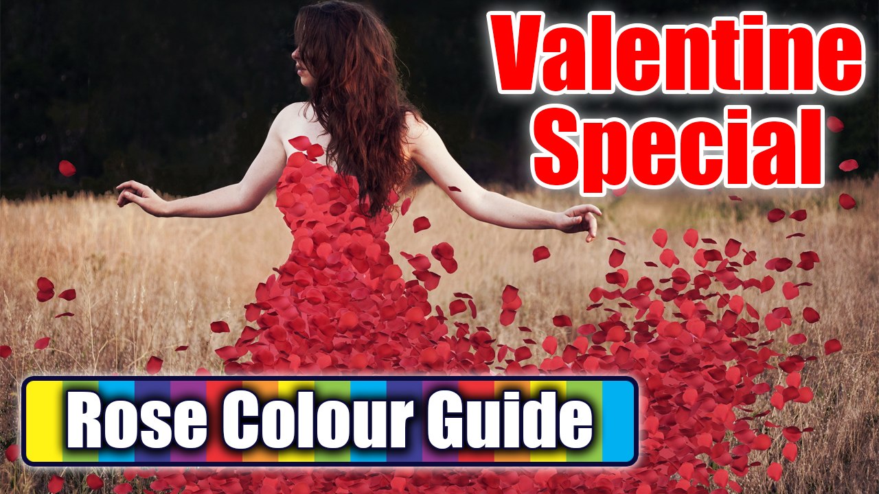 Rose Day - Which Color Rose To Give On Valentine's Day | OneIndia News