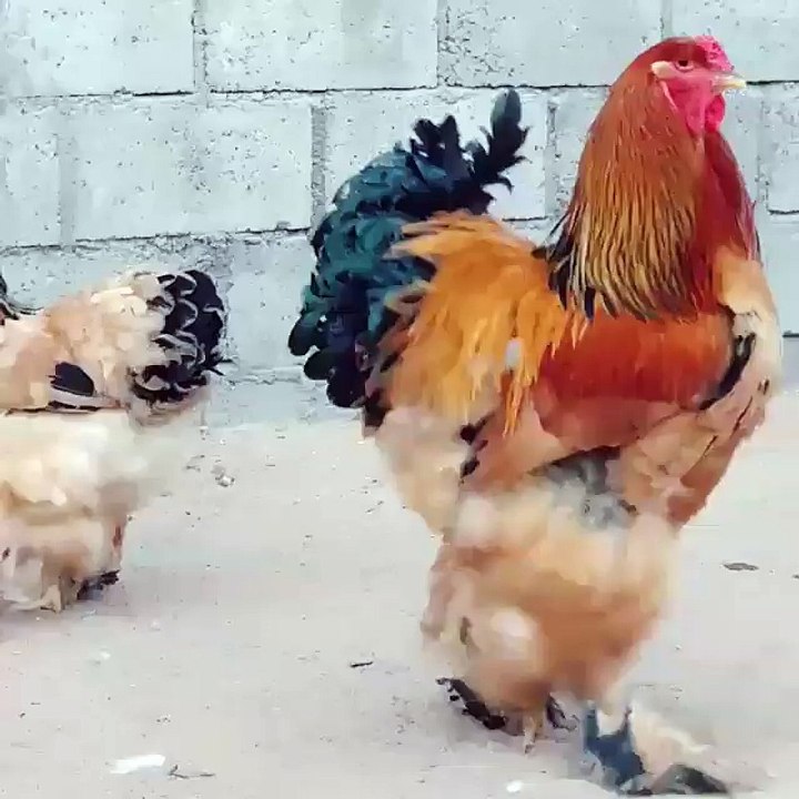Beautiful Chicken male&female couple