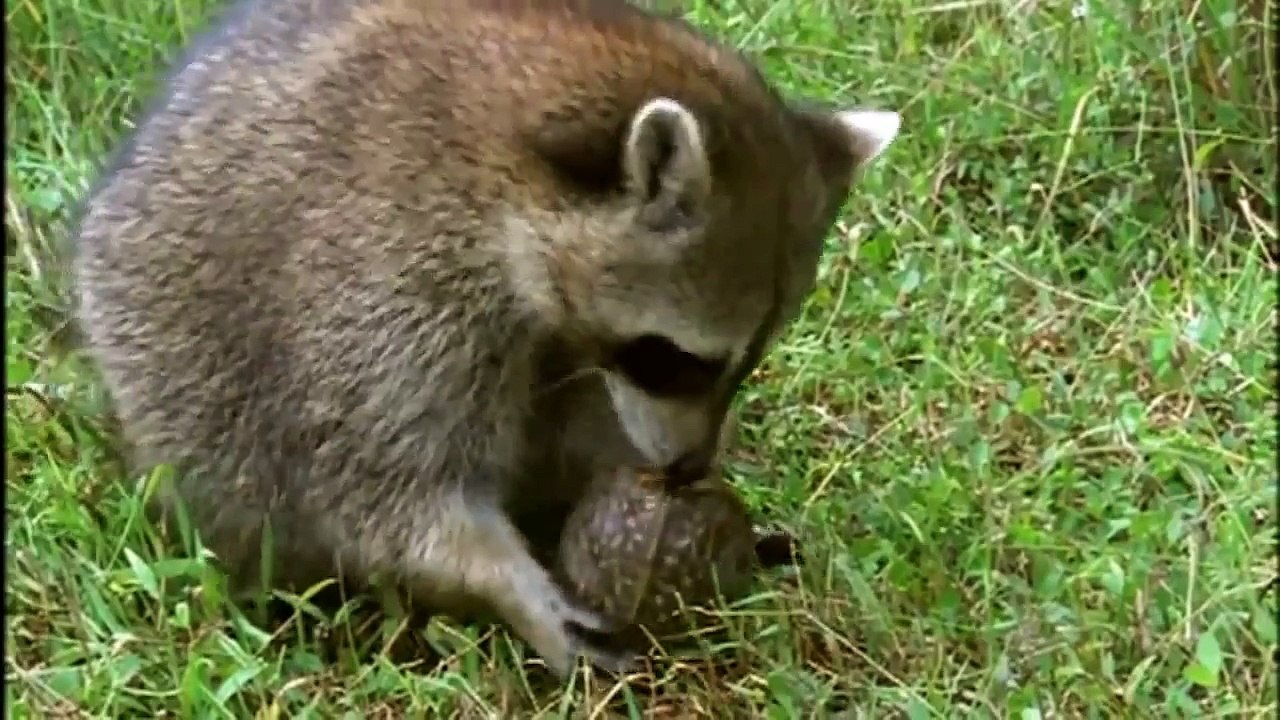 Animal Planet_ The differences between turtles and tortoises