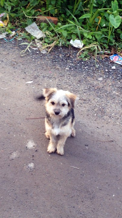 Please Sir, I Want Some Sandwich