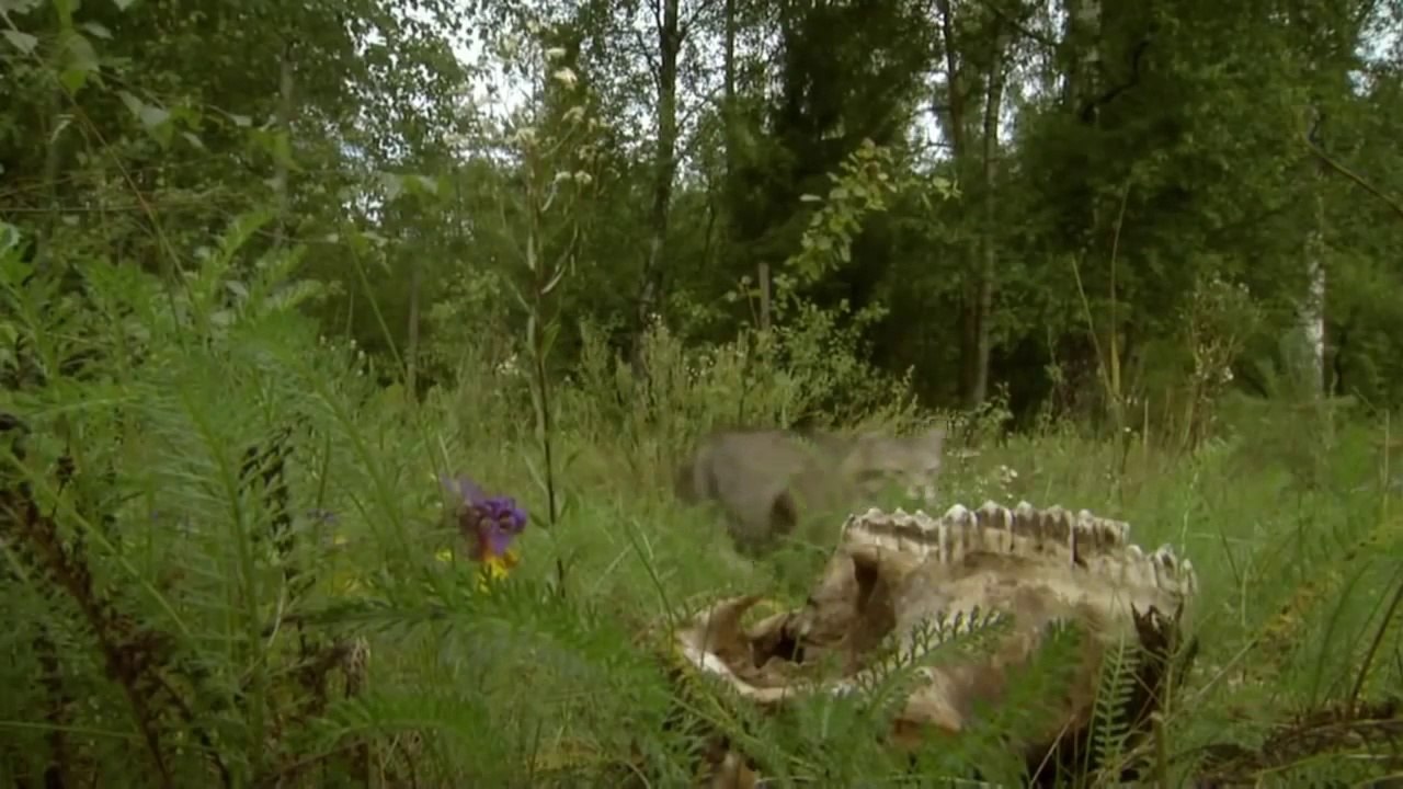 Greatest Nuclear Disasters -  Life in Chernobyl Exclusion Zone