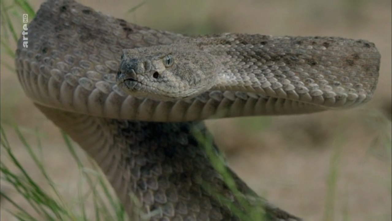 Vipern - Giftige Schlangen Grazien