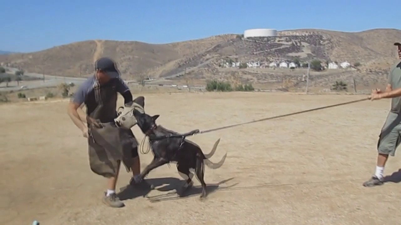 Malinois vs Dutch Shepherd - Difference Explained