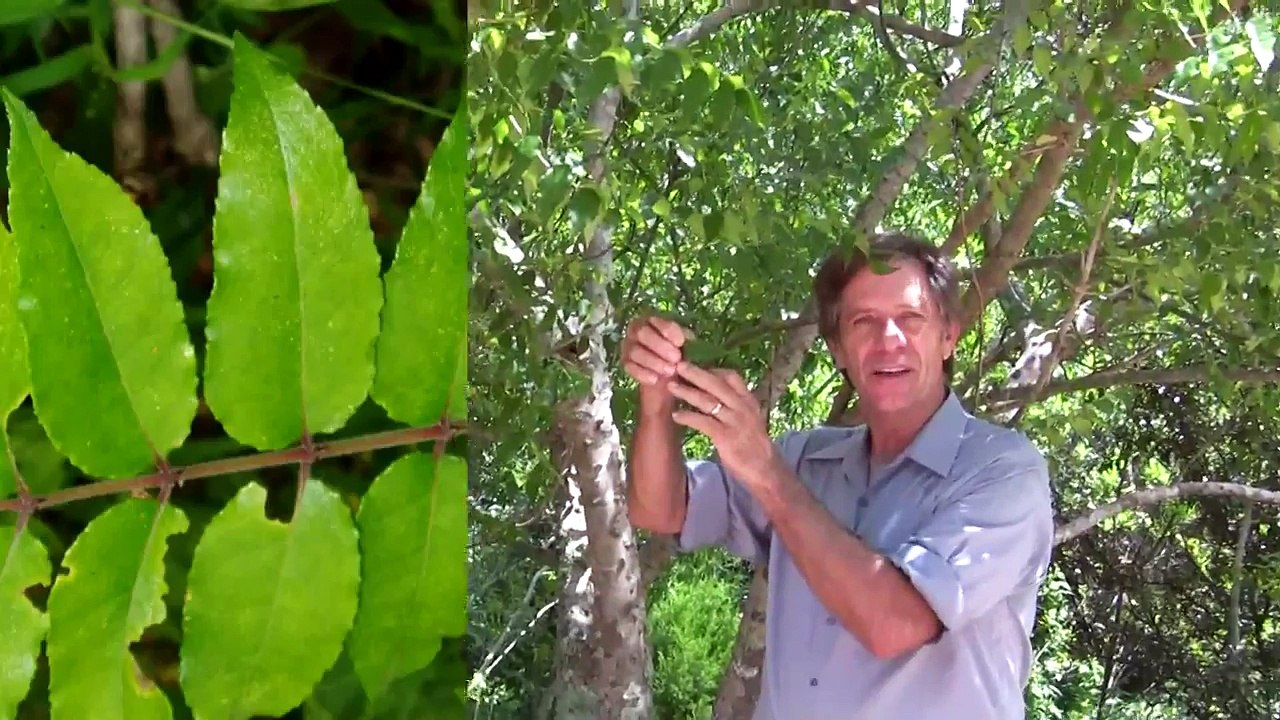 Trees - What is the difference between Deciduous and Evergreen?