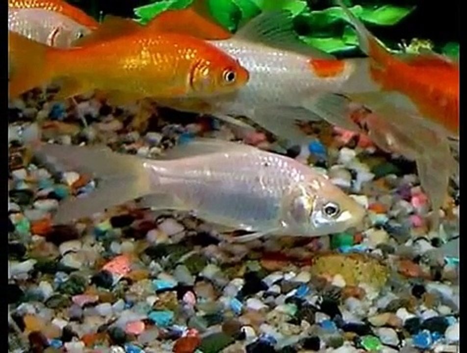 Everything about Comet Goldfish