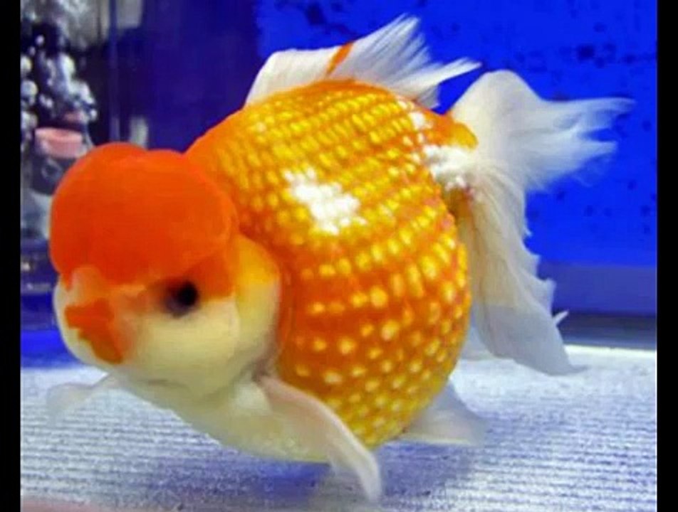 Everything about Pearlscale Goldfish