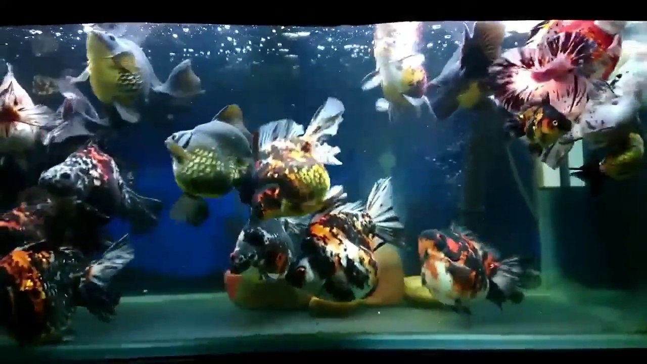 Everything about Ryukin Goldfish