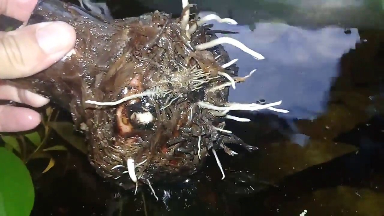 Multiplicação de bananeira através do rizoma