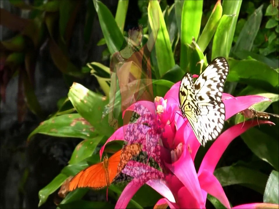 Maanikya Malaraaya Poovi |cover| Shivani Zenith