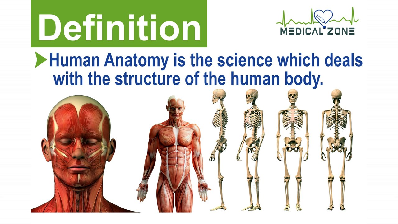 Basic concepts of Human Anatomy part 1