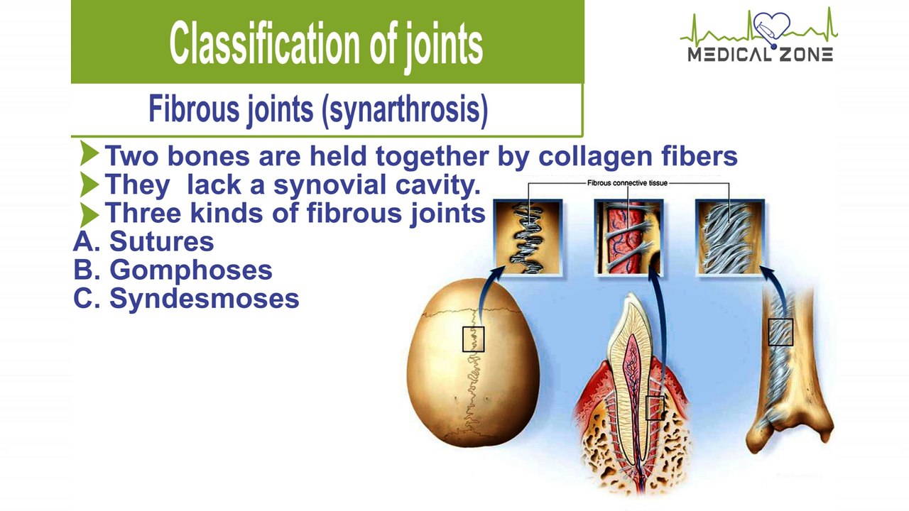 Basic concepts of Human Anatomy part 2