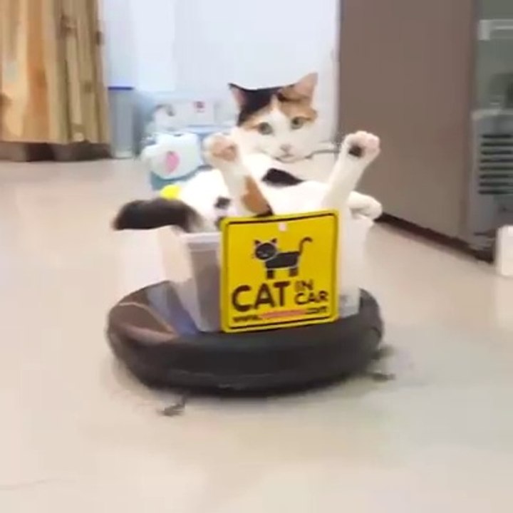 Pets vs vacuums - Try Not to Laugh