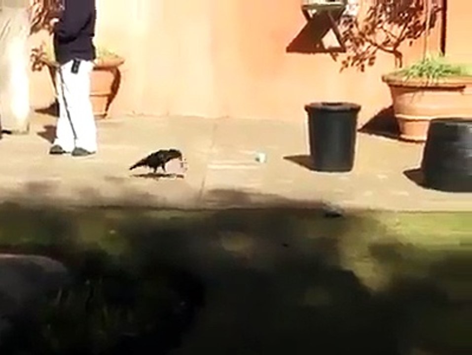 clean india. save india