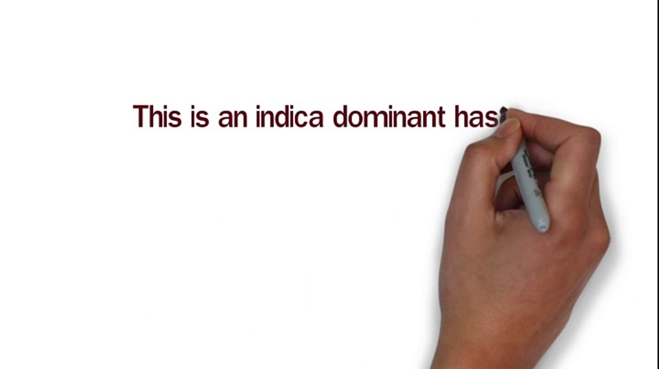 Moroccan Hash: World-Famous Indica 🌿