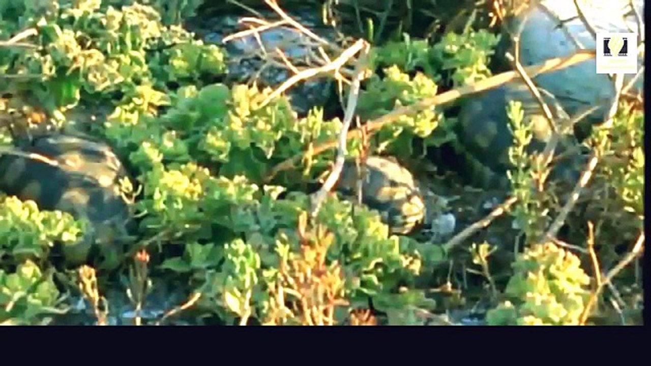 Snake Documentary Turtle documentary film