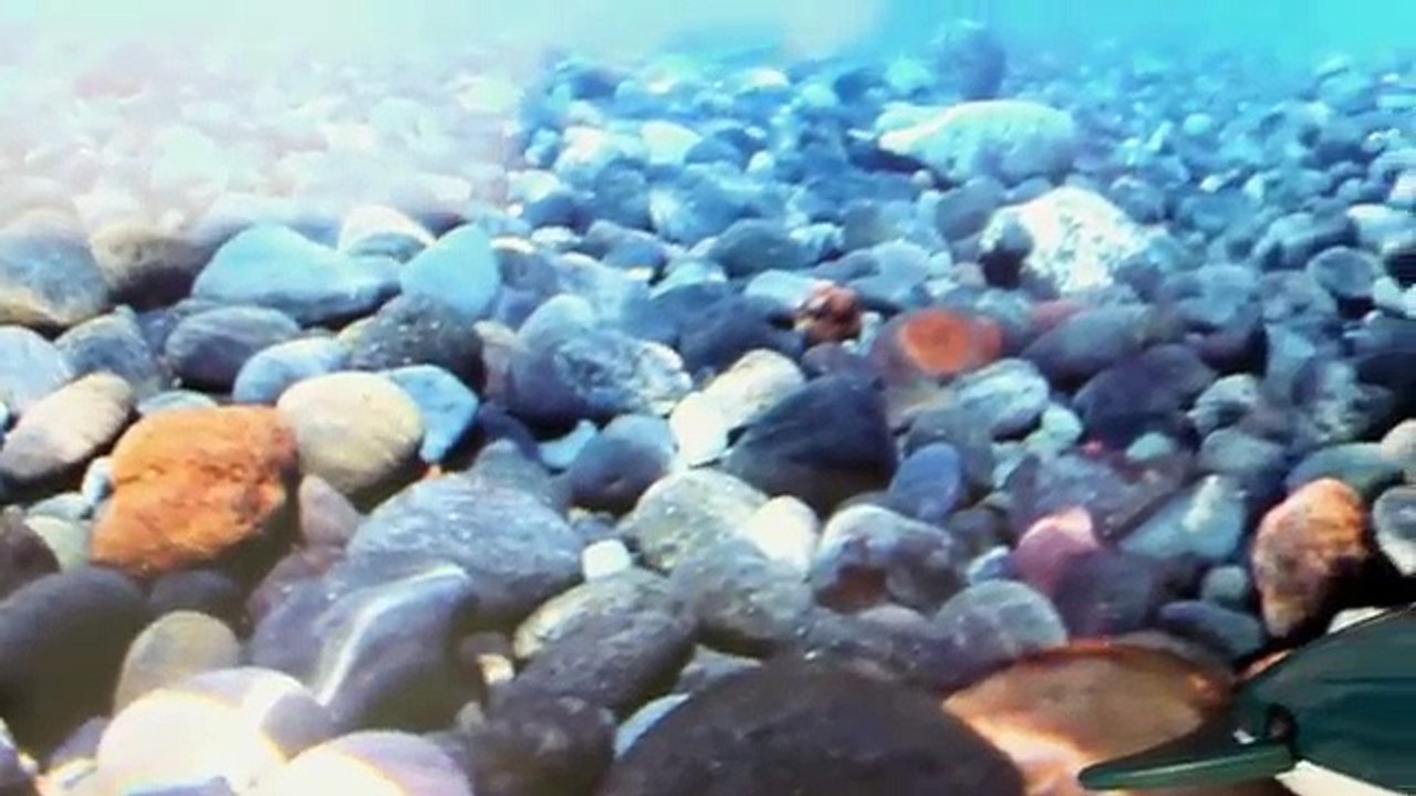 Octonauts Gup R & Kwazii, Gup O & Dashi