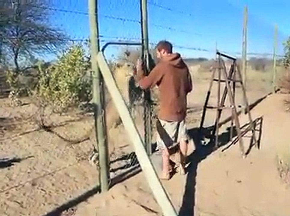 Leão ataca e humilha treinador distraído