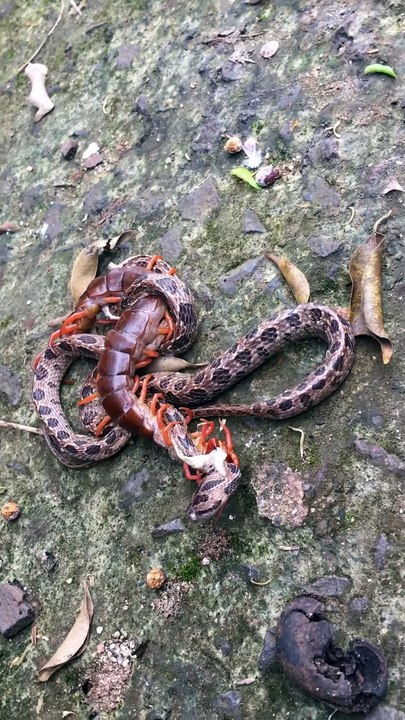 Snake Versus Centipede