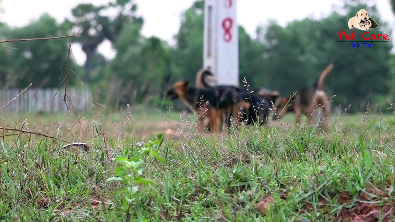 About Pet Animals Daily Life - Free Pets With Sweet Style