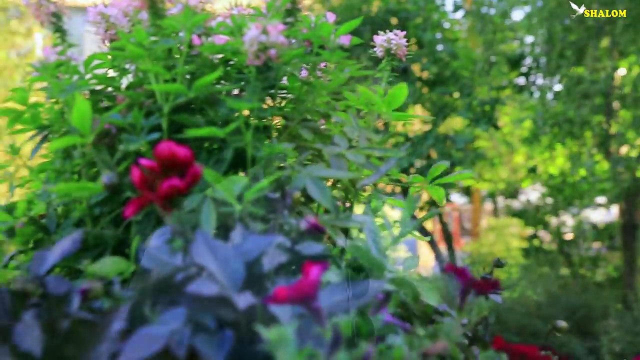 New  Eritrean film Dama (ዳማ ) part  41 Shalom Entertainment 2018