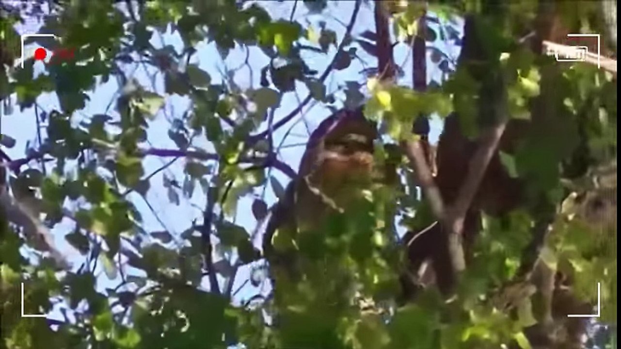 SALVAJES ATAQUES DE ANIMALES SALVAJES -