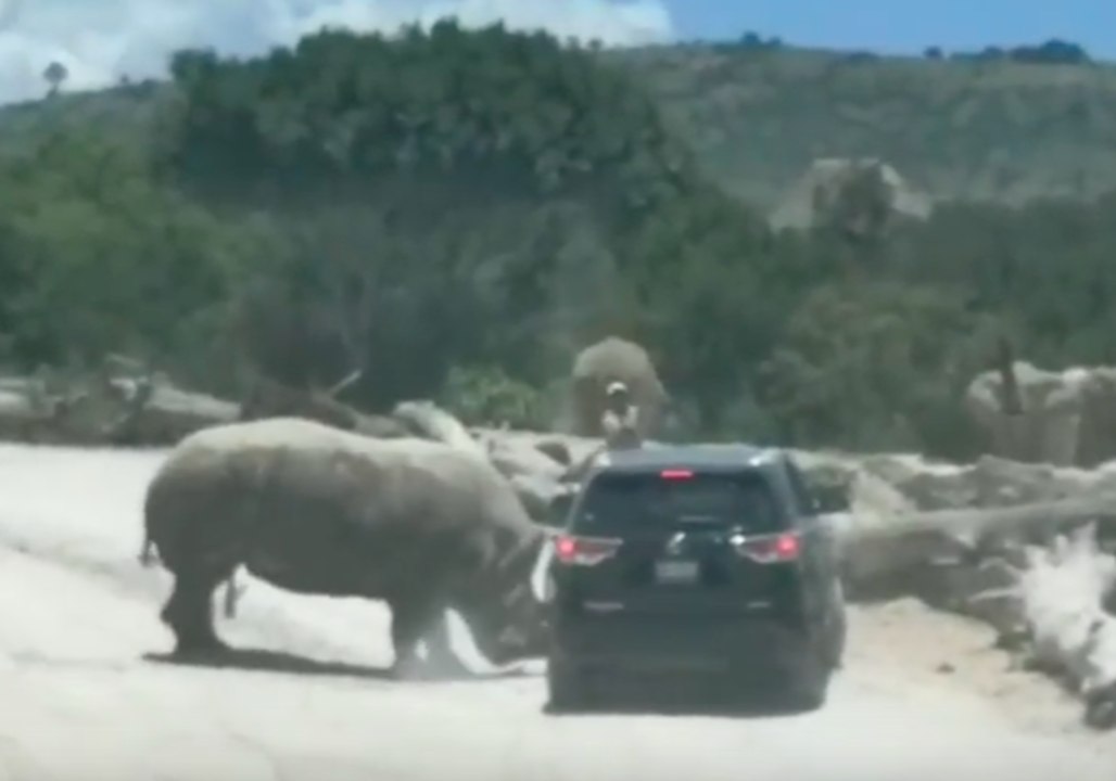 Rhino Attacks and Tries to Overturn Family SUV in Mexican Safari Park
