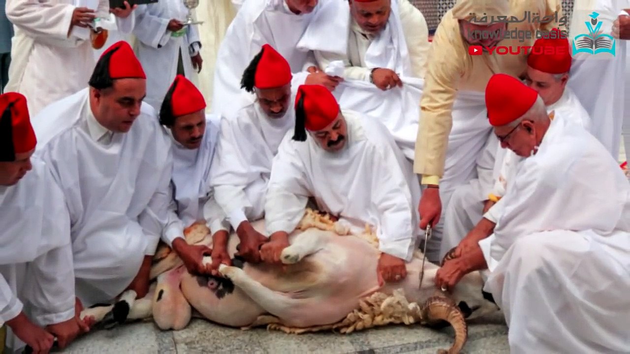 أفضل كباش في العالم الصردي و أولاد جلال