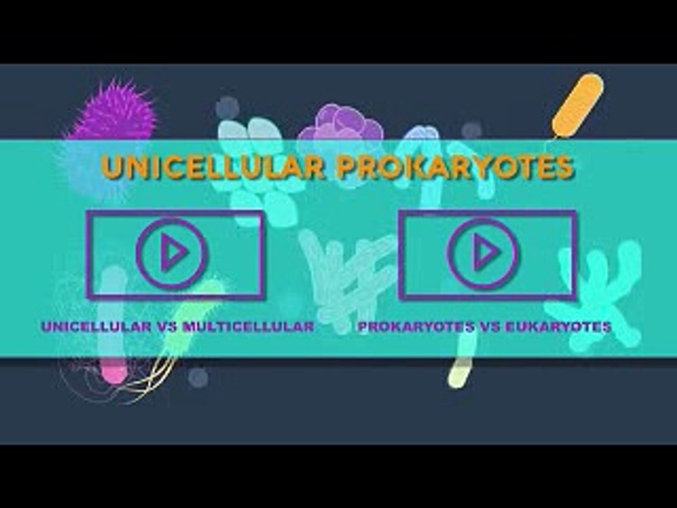 Bacteria - An Introduction