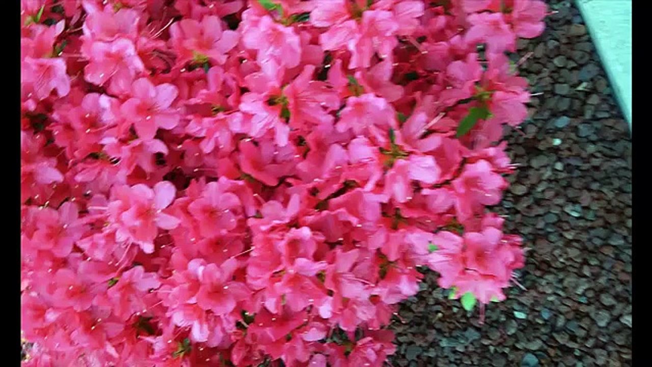 Significado del color rosa