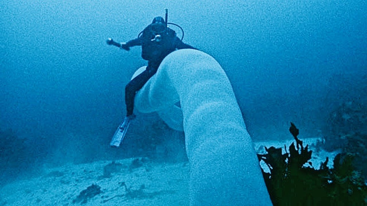 What Are Pryosomes? ~ Strange Creatures of the Sea